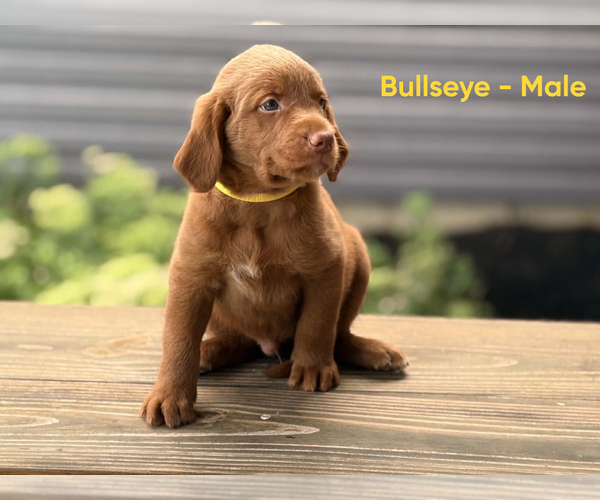 Medium Photo #2 Labradoodle Puppy For Sale in CONNERSVILLE, IN, USA