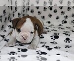 Small Photo #2 English Bulldog Puppy For Sale in HOUSTON, TX, USA