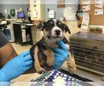 QUARTZ - Female Mutt Dog for Adoption - Small photo