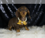 Small #3 Dachshund