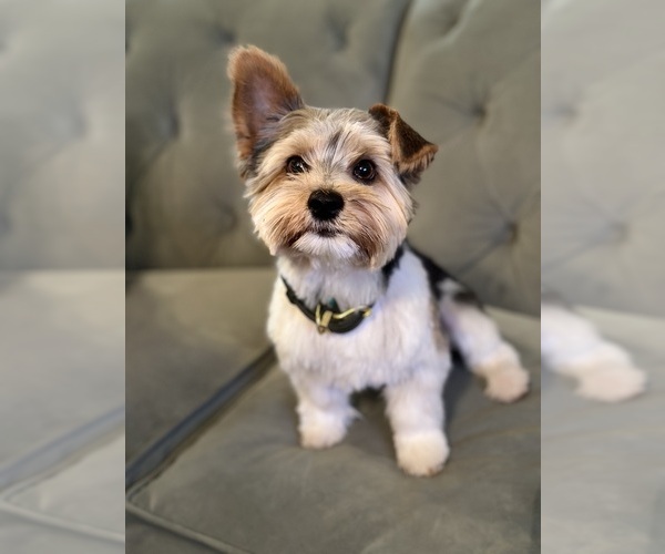 Medium Photo #1 Yorkshire Terrier Puppy For Sale in CANYON, TX, USA