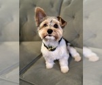 Small Photo #1 Yorkshire Terrier Puppy For Sale in CANYON, TX, USA