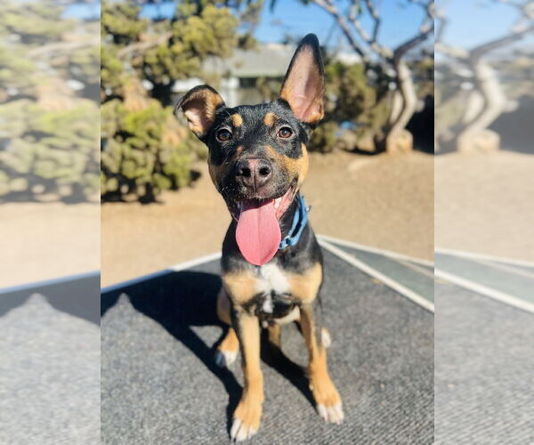 Medium Photo #1 Mutt Puppy For Sale in Seal Beach, CA, USA