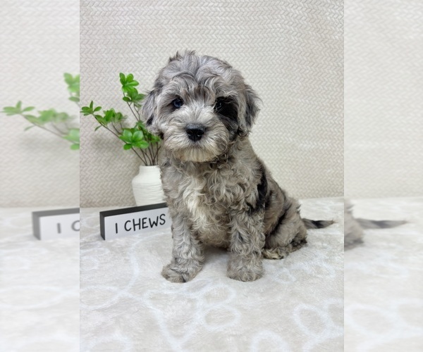 Medium Photo #8 Cavapoo (Miniature) Puppy For Sale in INDIANAPOLIS, IN, USA