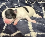 Small #1 Mal-Shi