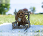 Small Photo #1 ShihPoo Puppy For Sale in WARSAW, IN, USA