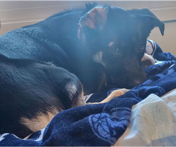 Medium Photo #4 Shepradors Puppy For Sale in Princeton, MN, USA