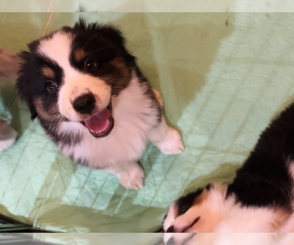 Medium Photo #8 Miniature Australian Shepherd Puppy For Sale in LA CANADA FLINTRIDGE, CA, USA