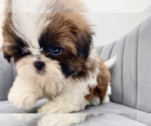 Shih Tzu Puppy for sale in JACKSONVILLE, FL, USA