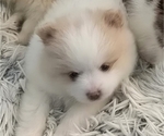 Small #2 Pomeranian