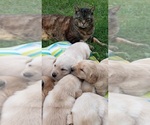 Small #13 Labrador Retriever