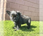Small Photo #101 French Bulldog Puppy For Sale in ORLANDO, FL, USA