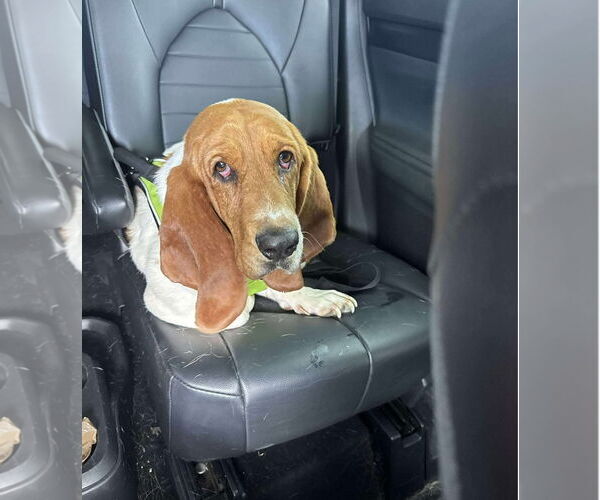 Medium Photo #4 Basset Hound-Unknown Mix Puppy For Sale in Grafton, WI, USA