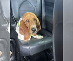 Small #3 Basset Hound Mix