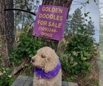 Small #9 Goldendoodle