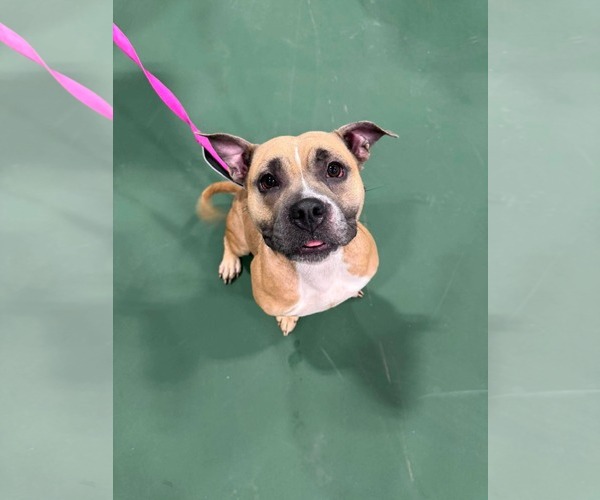Medium Photo #4 American Staffordshire Terrier-Unknown Mix Puppy For Sale in Duluth, MN, USA
