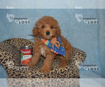 Small Photo #8 Poodle (Toy) Puppy For Sale in SANGER, TX, USA