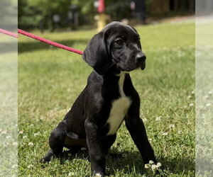 Labrador Retriever Dogs for adoption in Yardley, PA, USA