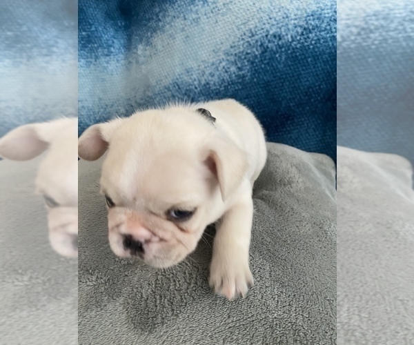 Medium Photo #12 French Bulldog Puppy For Sale in POMPANO BEACH, FL, USA
