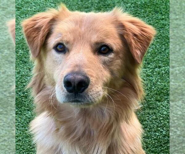 Medium Photo #4 Golden Retriever-Unknown Mix Puppy For Sale in San Diego, CA, USA