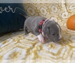 Small Photo #7 American Bully Puppy For Sale in LUBBOCK, TX, USA