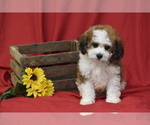 Small #2 Cavachon