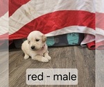 Puppy Red English Cream Golden Retriever