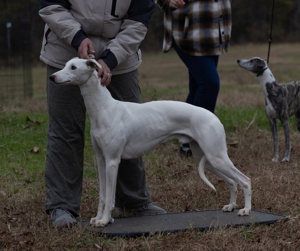Medium Photo #1 Whippet Puppy For Sale in DONALDS, SC, USA