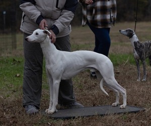 Father of the Whippet puppies born on 03/19/2026