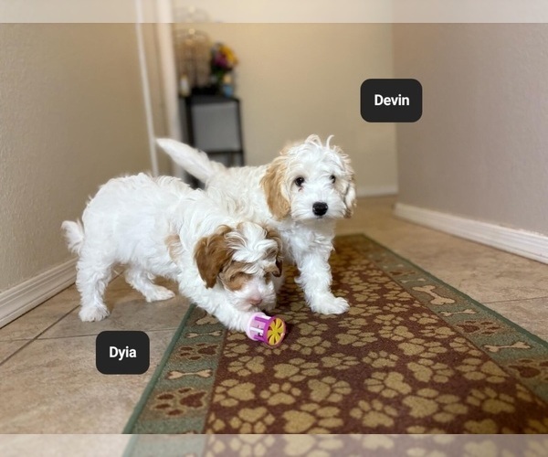 Medium Photo #3 Poovanese Puppy For Sale in TUCSON, AZ, USA