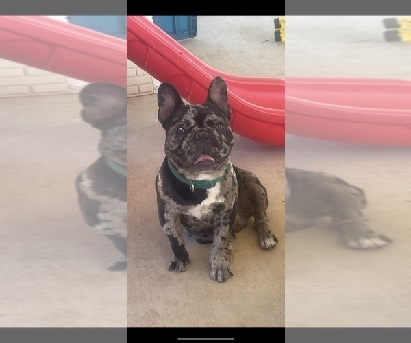Medium Photo #1 French Bulldog Puppy For Sale in MIDLAND, TX, USA