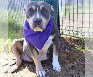 American Staffordshire Terrier-Unknown Mix Dogs for adoption in San Antonio, TX, USA