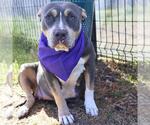 Small American Staffordshire Terrier Mix