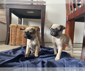 Pug Puppy for Sale in DEL VALLE, Texas USA