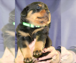 Rottweiler Puppy for sale in ROSEBURG, OR, USA
