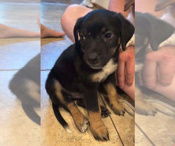 Medium Photo #3 Mutt Puppy For Sale in Glen Haven, WI, USA