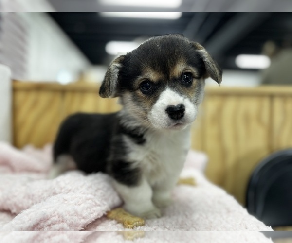 Medium Photo #9 Pembroke Welsh Corgi Puppy For Sale in COBLESKILL, NY, USA