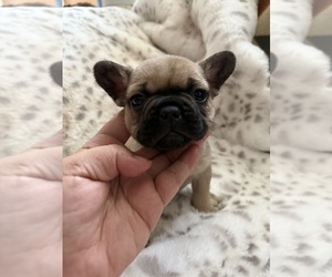 French Bulldog Puppy for sale in OJAI, CA, USA