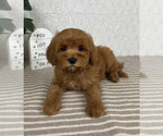Small #5 Cavapoo