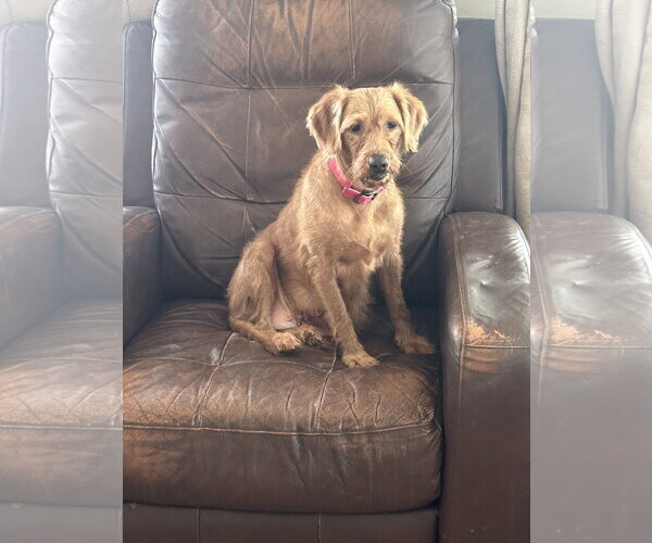 Medium Photo #3 Golden Retriever-Unknown Mix Puppy For Sale in Valrico, FL, USA