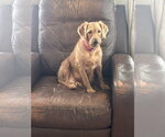Small Photo #3 Golden Retriever-Unknown Mix Puppy For Sale in Valrico, FL, USA