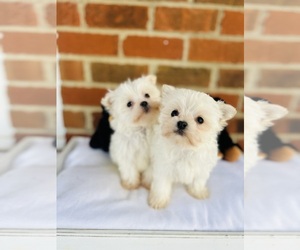 Maltese Puppy for sale in MURFREESBORO, TN, USA