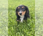 Small #3 Dachshund