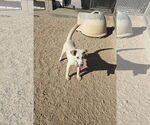 Small #3 Retriever  Mix