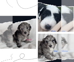 Sheepadoodle Puppy for Sale in MARTINSBURG, Pennsylvania USA