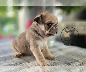 Pug Puppy for sale in BRIDGETOWN, OH, USA