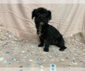 Mutt Dogs for adoption in Modesto, CA, USA