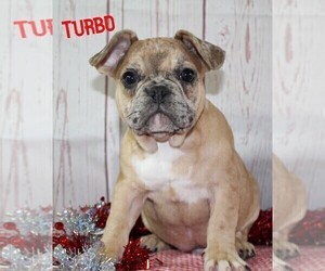 French Bulldog Puppy for sale in FREDERICKSBURG, OH, USA