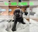 Small Photo #18 Labrador Retriever Puppy For Sale in GARVIN, MN, USA