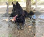 Small Photo #1 German Shepherd Dog Puppy For Sale in CO SPGS, CO, USA